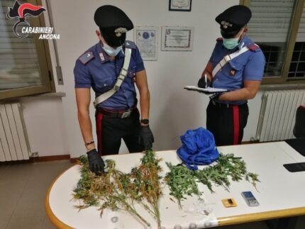 Carabinieri: sequestro piante marijuana