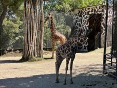 Due nuove giraffe per il Parco Zoo di Falconara