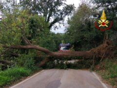 Albero caduto in strada tra Gallignano e Casine di Paterno